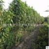 行道綠化龍柱碧桃苗 自產(chǎn)自銷(xiāo)優(yōu)質(zhì)龍柱碧桃 喬木系列