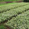 苗圃基地批發(fā) 各種綠籬植物灌木 金邊黃楊冬青 四季常青園林