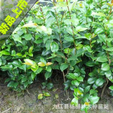 批發(fā)茶花小苗 茶花盆栽 山茶花苗 30-40cm高 綠化小苗