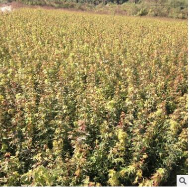 供應(yīng)雞爪槭 雞爪槭小苗 各種綠化苗木批發(fā) 基地直銷 量大價(jià)優(yōu)