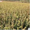 供應雞爪槭 雞爪槭小苗 各種綠化苗木批發 基地直銷 量大價優