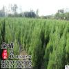 批發(fā)沭陽蜀檜苗檜柏綠化工程苗優(yōu)質占地賠償苗 規(guī)格齊全貨源充足