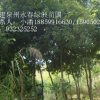 天竺桂-陰香福建天竺桂基地，浙江陰香價格哪里便宜電話1885916630