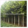 工程綠化苗木- 青桐 梧桐 青桐樹苗 桐麻 大小規(guī)格齊全