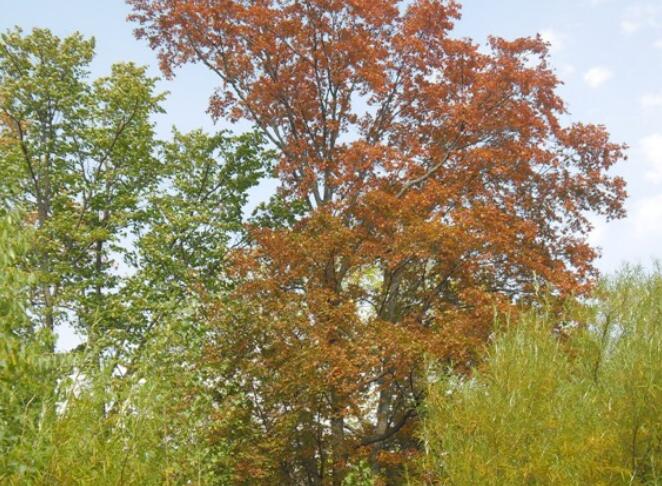 大量出售云杉、五角楓、白樺、蒙古櫟、山丁子