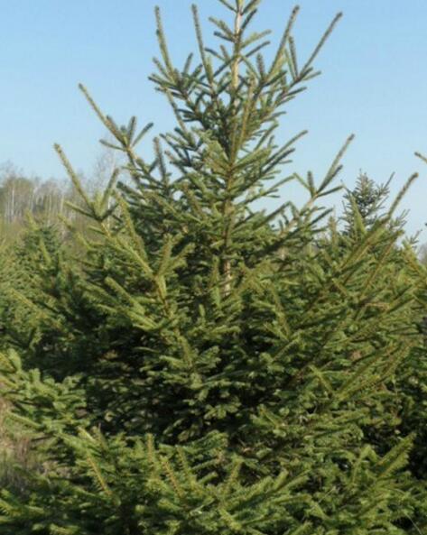 熱銷蒙古櫟、元寶楓、水曲柳、白樺、樟子松，樹形相當好