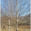 供應(yīng)15單株白樺