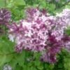 供應(yīng)遼寧紫丁香哪里有&開原紫丁香工程苗&東北紫丁香基地