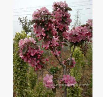 供應綠化樹種海棠，品種 規格齊全、質優價廉