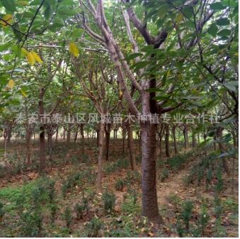 櫻花樹 湖南10公分櫻花