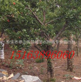 農(nóng)戶出售柿子苗 磨盤柿子苗 品種全 數(shù)量多 苗木粗壯