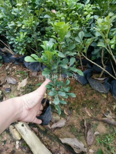 米蘭七公分——十一公分袋苗