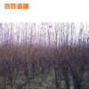 廠家供應(yīng)紅葉李 常年綠化喬木苗木