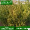 出售5公分小龍柏苗 批發小龍柏苗 北方小龍柏基地品質保障