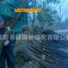 批發(fā)園林綠化苗木 木槿樹(shù)苗 叢生木槿