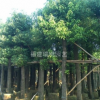 福建香樟樹 8公分10公分 袋苗