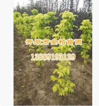供應金葉復葉槭 東北耐寒彩葉苗木 東北金葉復葉槭價格