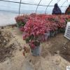 20年種植經(jīng)驗(yàn) 批發(fā)火焰南天竹 批發(fā)大氣盆栽的紅葉南天竹