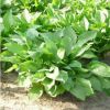 批發玉簪苗 金邊玉簪苗 觀葉植物庭院綠化 青葉玉簪花 白玉簪花苗