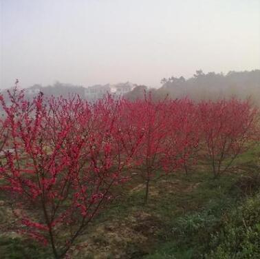 綠化 基地大量現貨供應 優質紅葉碧桃 紫葉碧桃樹