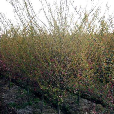 園林綠化苗木小喬木觀花植物垂絲海棠成品苗海棠苗