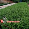 常綠灌木六月雪苗 六月雪大苗 規格齊全