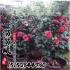 批發山茶花 茶花小苗 茶花盆栽 規格齊全 2-10公分現貨