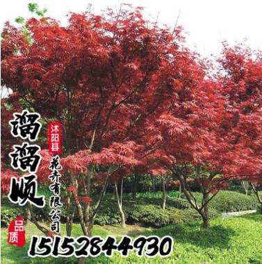 批發日本紅楓 美國紅楓 中國紅楓 規格齊全 園林綠化工程樹苗