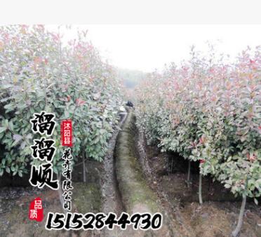 高桿石楠 紅葉石楠球 基地直銷 規格齊全 量大從優 綠化樹木