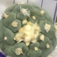 深圳截獲多肉植物銀冠玉 能致幻被稱毒仙人掌