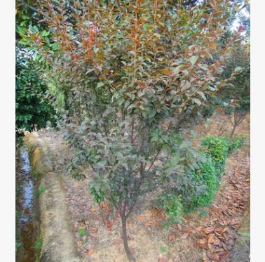 基地直銷紫葉李 紫葉李小苗 紅葉李 各種規格紫葉李苗木批發