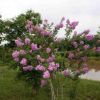 苗圃批發紫薇樹苗 百日紅苗 批發紫薇小苗 大小紫薇規格齊全