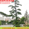 優(yōu)質(zhì)精品造型羅漢松 別墅市政庭院羅漢松盆景高檔綠化樁景喬木