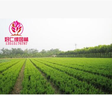 批發龍柏球 龍柏樹直生龍柏 高桿龍柏樹直升龍柏品種齊全