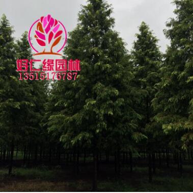 水杉 水杉樹 水杉樹小苗 金葉水杉行道樹粗2-15基地直供