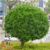 基地直銷工程綠化苗木衛(wèi)矛球 四季常青苗木衛(wèi)矛球量大從優(yōu)