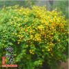 基地批發(fā)棣棠花苗 園林綠化工程苗木棣棠規(guī)格齊全量大從優(yōu)
