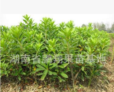 工程綠化苗木 杜鵑花卉小苗木 湖南優質綠色植物扦插杜鵑苗木批發