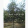 本苗場(chǎng)供應(yīng)樂(lè)昌含笑自產(chǎn)自銷(xiāo)規(guī)格齊全樂(lè)昌含笑工程小苗