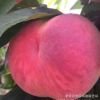 基地供應桃樹苗 嫁接桃樹苗 香脆可口映霜紅桃樹苗 金秋紅密桃樹