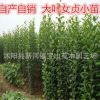 行道樹(shù)景觀高桿樹(shù) 大葉女貞苗樹(shù)苗 大葉女貞小苗批發(fā)工程綠化苗
