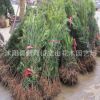 出售羅漢松小苗青臺(tái)灣雀舌/日本羅漢松樹(shù)苗批發(fā) 防輻射植物