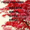 地直銷(xiāo)綠化苗木批發(fā) 美國(guó)紅楓樹(shù)苗 小苗批發(fā) 品種純正 北美紅楓