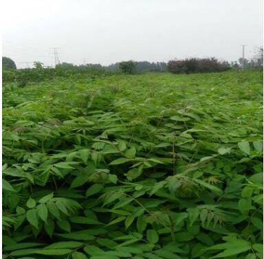 香椿苗 香椿小苗出售 紅油香椿苗 大棚香椿苗