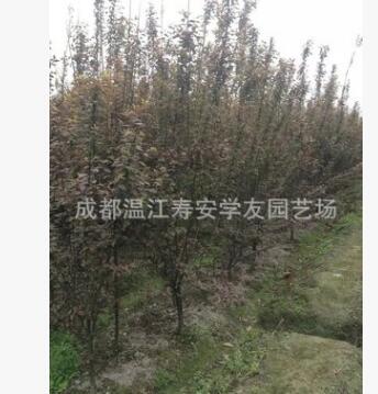 批發(fā)四川成都苗圃種植叢生紅葉李籠子，叢生紫葉李籠子
