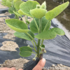 盆栽紅陽(yáng)獼猴桃果樹苗 紅心獼猴桃樹苗 奇異果樹苗品種齊全