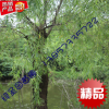 海寧苗圃 15公分垂柳 竹柳 青皮楊柳 綠化樹(shù)苗