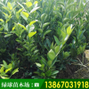 由良蜜桔苗木批發(fā)浙江產(chǎn)地批發(fā)園林綠化苗木桔子樹多規(guī)格果樹苗
