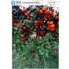 無核沙糖桔 廣西無核沙糖桔苗 優質無核沙糖桔苗基地直銷