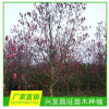 昌旺苗木 紫玉蘭 大方縣興發昌旺苗木種植專業生產銷售花苗、苗木 價格優惠 歡迎咨詢